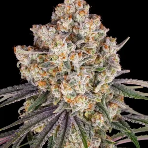 Close-up of Ice Cream Cake Strain, showcasing dense frosty buds and vibrant green and purple hues.