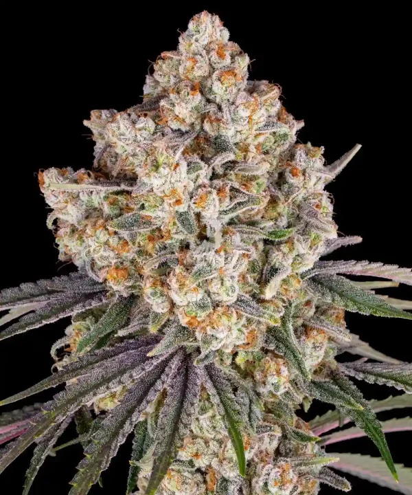 Close-up of Ice Cream Cake Strain, showcasing dense frosty buds and vibrant green and purple hues.