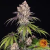Ice Cream Cake Strain plant with lush, frosty buds and dark green leaves, capturing its unique color tones