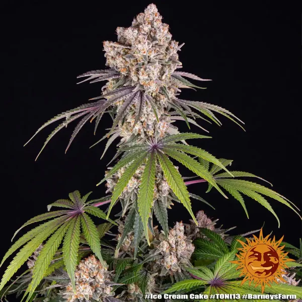 Ice Cream Cake Strain plant with lush, frosty buds and dark green leaves, capturing its unique color tones