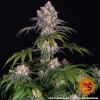 Ice Cream Cake Strain plant in full bloom with dense, resinous buds and characteristic purple accents.