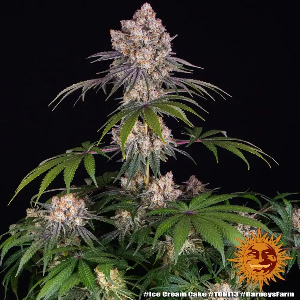 Ice Cream Cake Strain plant in full bloom with dense, resinous buds and characteristic purple accents.