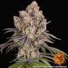 Detailed shot of Ice Cream Cake Strain showcasing trichome-covered buds and vibrant green foliage.