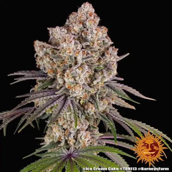 Detailed shot of Ice Cream Cake Strain showcasing trichome-covered buds and vibrant green foliage.