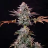 Ice Strain plant with vibrant purple leaves and compact, resinous buds in full bloom.