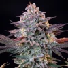 Towering Ice Strain plant displays dense buds and purple-tinged leaves under dark lighting.