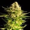 Indica Cream strain, a bud covered with shiny trichomes and orange pistils giving it a creamy appearance.