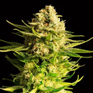 Indica Cream strain, a bud covered with shiny trichomes and orange pistils giving it a creamy appearance.