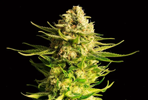 Indica Cream strain, a bud covered with shiny trichomes and orange pistils giving it a creamy appearance.