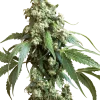 Jack Flash 5 strain buds, dense and covered in glistening trichomes with a mixture of green and orange hues.