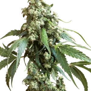 Jack Flash 5 strain buds, dense and covered in glistening trichomes with a mixture of green and orange hues.