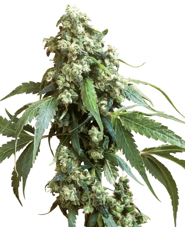 Jack Flash 5 strain buds, dense and covered in glistening trichomes with a mixture of green and orange hues.