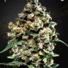 Detailed view of Jack Herer Strain, displaying dense, award-winning nugs.