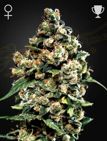 Jack Herer Strain