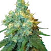 Jack Herer strain with dense buds featuring a frosty layer of trichomes and a vibrant mix of green and orange.