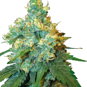 Jack Herer strain with dense buds featuring a frosty layer of trichomes and a vibrant mix of green and orange.