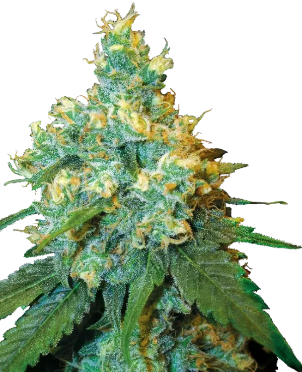 Jack Herer strain with dense buds featuring a frosty layer of trichomes and a vibrant mix of green and orange.