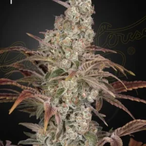 Jack's Dream Strain, highlighted with purplish hues and dense trichomes.