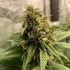 Joanne's CBD Strain flower indoors, displaying dense buds and rich green leaves.