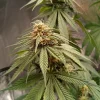 Flowering top of Joanne's CBD Strain with layered buds and fine trichome coverage.