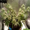 Full view of Joanne's CBD Strain plant in an indoor setup, showing a compact structure and budding sites.