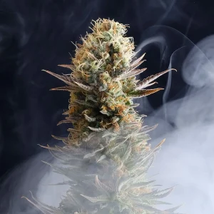 Kaboom strain featuring resin-rich buds with sharp green leaves and trichomes in abundance.