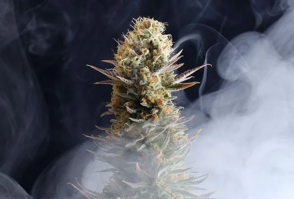 Kaboom strain featuring resin-rich buds with sharp green leaves and trichomes in abundance.