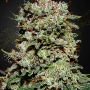 Kalashnikova Strain with vibrant green foliage and crystal-coated buds.