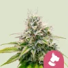 Dense Kali Dog Strain bud with trichomes and vibrant pistils, showcasing a resinous finish.