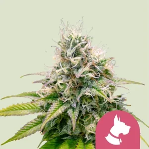 Dense Kali Dog Strain bud with trichomes and vibrant pistils, showcasing a resinous finish.