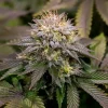 Kali Dog Strain flower featuring purple-tinged leaves and frosty trichomes