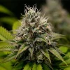 Close-up of Kali Dog Strain bud structure, covered in crystal-like trichomes.