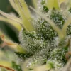 Macro shot of Kali Dog Strain resin glands, highlighting its potency and texture.