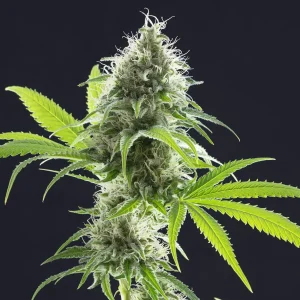 Tall bud of Kama Kush CBD with slender, bright green leaves and fluffy, resinous flowers.