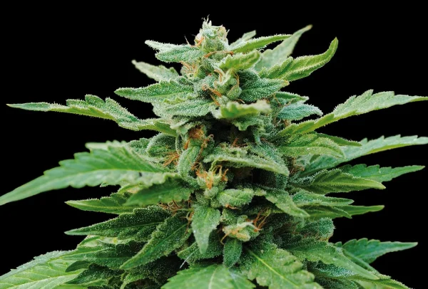 Karibbean Mango strain featuring rich green buds with a light frosting of trichomes and orange pistils