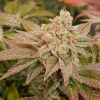 Close-up of Kerosene Krash cannabis bud with purple and green leaves, covered in frosty trichomes in an indoor setup
