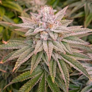 Dense Kerosene Krash bud with prominent trichome coverage, showcasing vibrant green and purple foliage