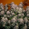 Group of Kerosene Krash plants with dense buds and purple-tinged leaves, growing indoors against an orange backdrop