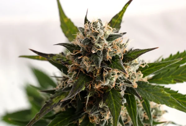 Kickass Auto Strain with vibrant dark leaves and heavy resinous buds.