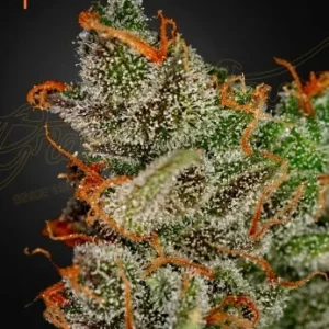 Vibrant trichome-covered King's Kush Strain bud with fiery orange pistils.