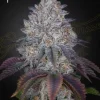 Dense buds of King's Tart Strain with deep purple hues and frosty trichomes.
