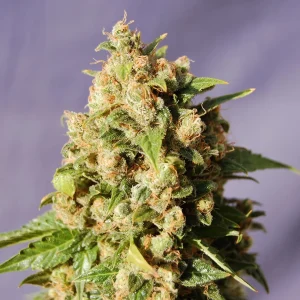 Kiss strain presenting a thick blanket of sparkling crystals covering the bud's surface