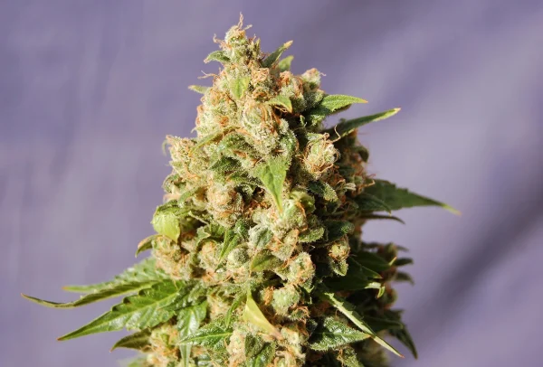Kiss strain presenting a thick blanket of sparkling crystals covering the bud's surface