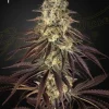 Heavy cluster of Kong's Krush Strain buds with a rich coating of resin.