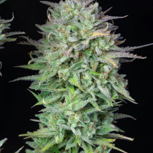 Kosher Cake Auto plant with dense, frosty buds and dark green leaves on a dark backdrop