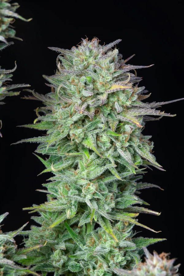 Kosher Cake Auto plant with dense, frosty buds and dark green leaves on a dark backdrop