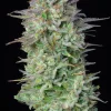 Kosher Cake Auto cannabis bud with visible trichomes and vibrant green hues, close-up