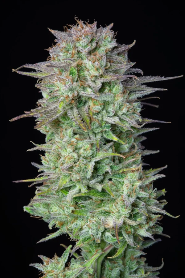 Kosher Cake Auto cannabis bud with visible trichomes and vibrant green hues, close-up