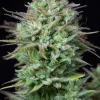 Close-up of Kosher Cake Auto flower, covered in trichomes and small orange pistils
