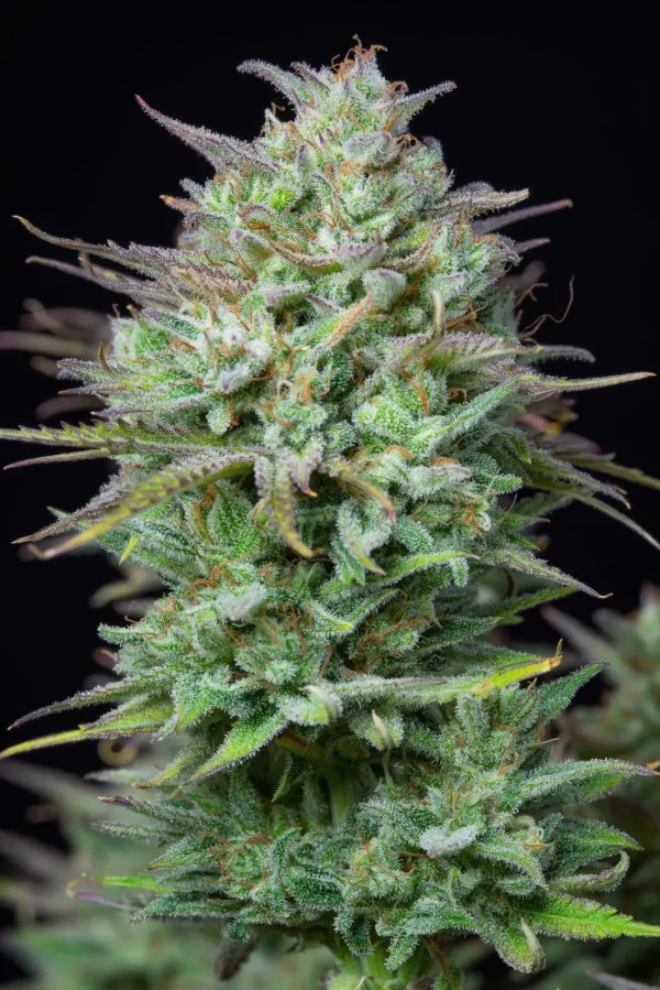 Close-up of Kosher Cake Auto flower, covered in trichomes and small orange pistils